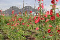 Gioi tre Da Thanh thich thu voi vuon hoa Huong Duong doc dao. - Anh 3