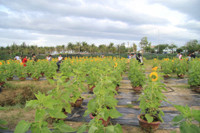 Gioi tre Da Thanh thich thu voi vuon hoa Huong Duong doc dao. - Anh 1