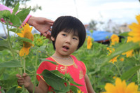 Gioi tre Da Thanh thich thu voi vuon hoa Huong Duong doc dao. - Anh 5