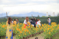 Gioi tre Da Thanh thich thu voi vuon hoa Huong Duong doc dao. - Anh 4