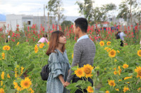 Gioi tre Da Thanh thich thu voi vuon hoa Huong Duong doc dao. - Anh 6