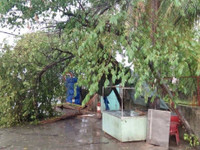 Mưa kèm lốc xoáy trái mùa "quật đổ" cây, cuốn bay nhiều biển hiệu ảnh 5 Mua kem loc xoay trai mua