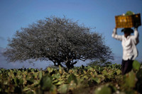 Chum anh ve han han toi te nhat o Brazil - Anh 3