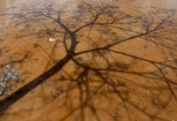 Chum anh ve han han toi te nhat o Brazil - Anh 7