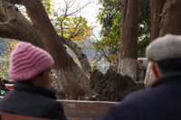 anh: ho guom mua loc vung thay la hinh anh 9