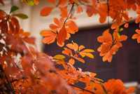 anh: ho guom mua loc vung thay la hinh anh 14