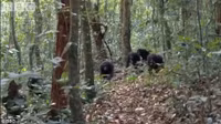 Kinh hoang tinh tinh doi an san giet khi nho - Anh 1