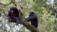 Kinh hoang tinh tinh doi an san giet khi nho - Anh 9