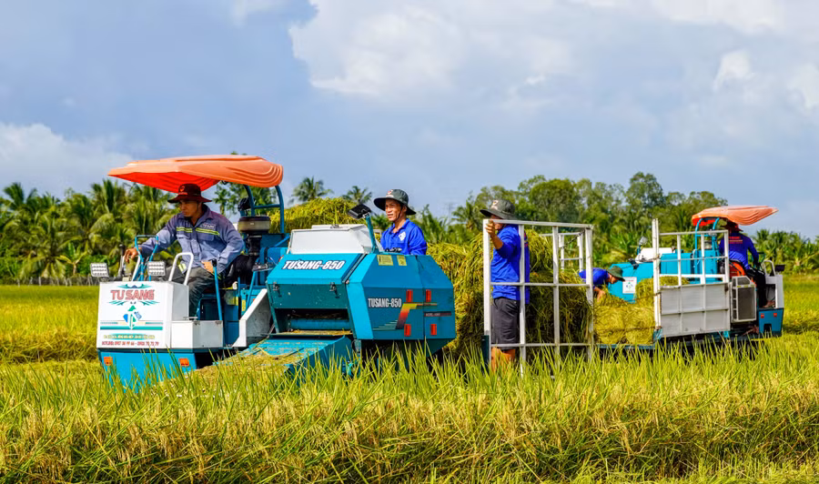 Giá lúa ở ĐBSCL những ngày giáp Tết giảm, khiến nông dân lo lắng. (Ảnh: Q.A)