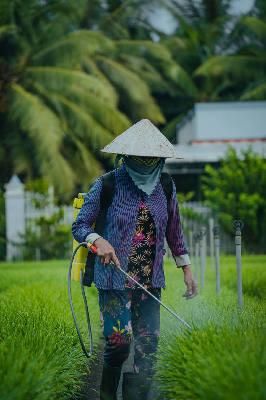 Ngoài cây dừa, kinh tế của người dân nơi đây đa phần phụ thuộc vào nông nghiệp. Ảnh: Vũ Khoa. bt11-1873.jpg