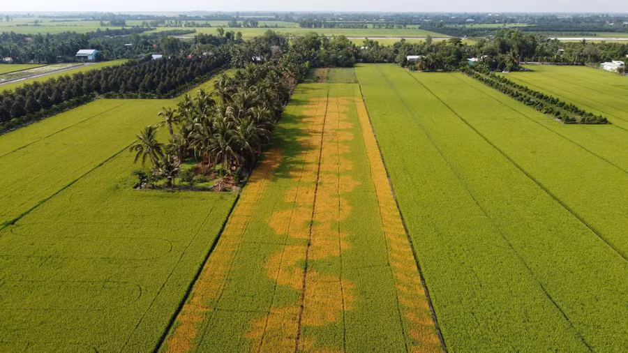 Ảnh chụp từ trên cao cho thấy diện tích lúa bị thiệt hại.