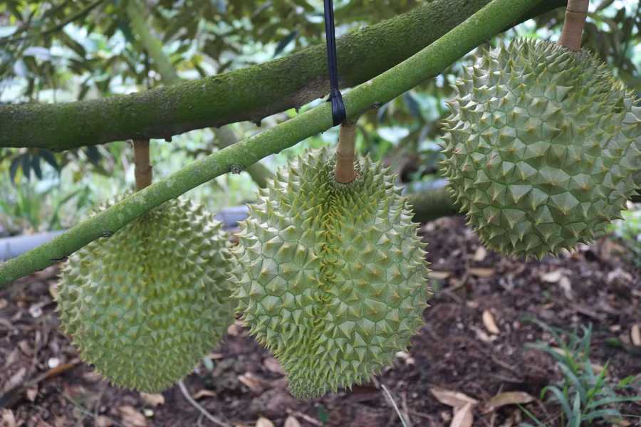 Sầu riêng, một trong những loại trái cây xuất khẩu chủ lực của tỉnh Đồng Tháp.