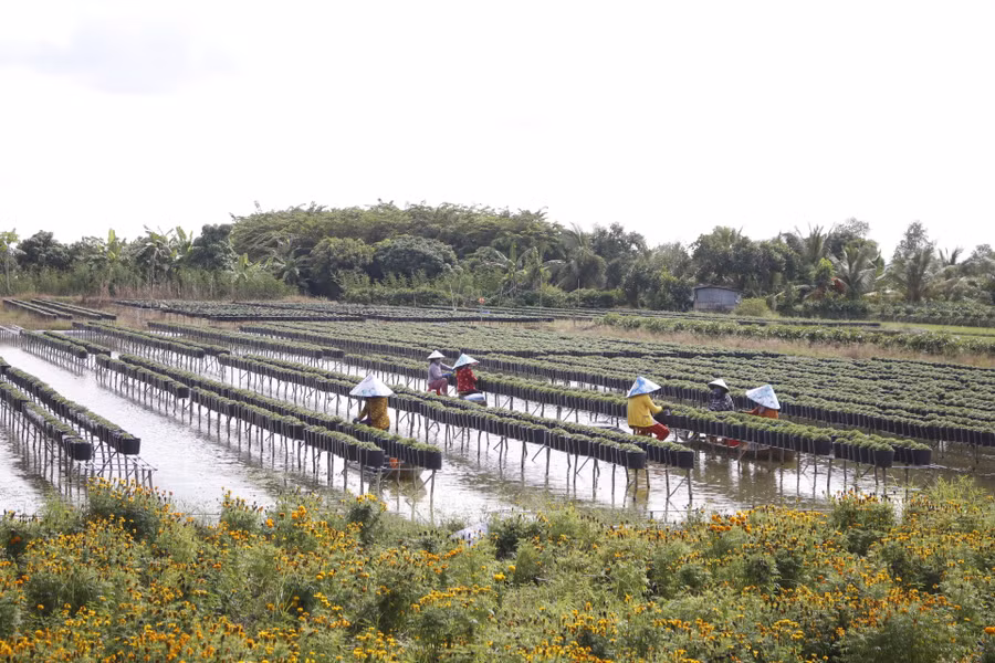 Nông dân làng hoa Sa Đéc chăm sóc cúc mâm xôi phục vụ thị trường tết 2026.