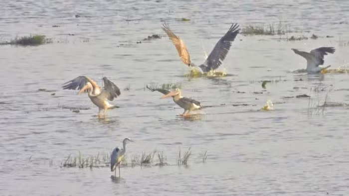 Đàn bồ nông chân xám được ghi nhận tại Vườn quốc gia Tràm Chim. Ảnh: Vườn quốc gia Tràm Chim.