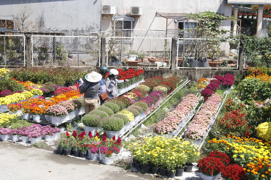 Tình hình tiêu thụ hoa kiểng tại làng hoa Sa Đéc khả quan, nhiều loại hoa sớm rời giàn đi khắp cả nước.