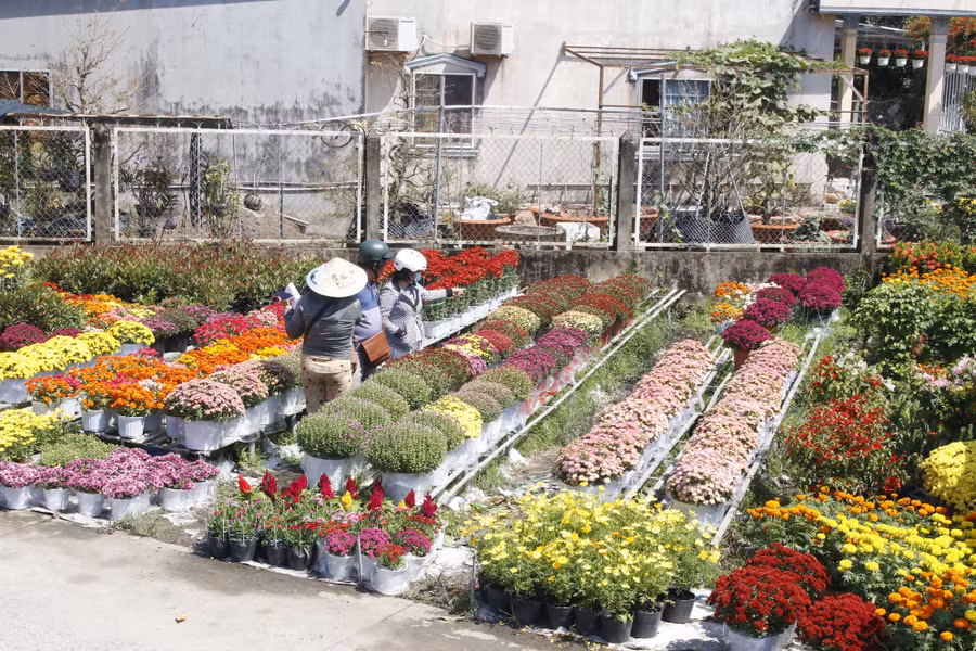 Tình hình tiêu thụ hoa kiểng tại làng hoa Sa Đéc khả quan, nhiều loại hoa sớm rời giàn đi khắp cả nước.