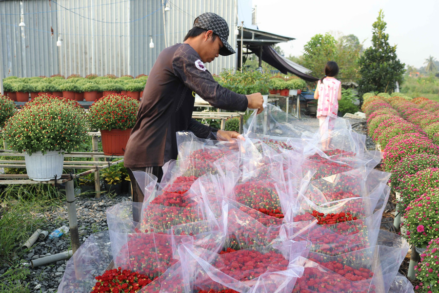 Cúc mâm xôi Hàn Quốc (cúc nhiều màu) được nhiều du khách lựa chọn khi ghé thăm làng hoa Sa Đéc. 1-hoa-cuc-han-quoc-no-som-duoc-ban-cho-thuong-lai-phuc-vu-trang-tri-tieu-canh-trung-bay-cong-ty-co-quan.jpg