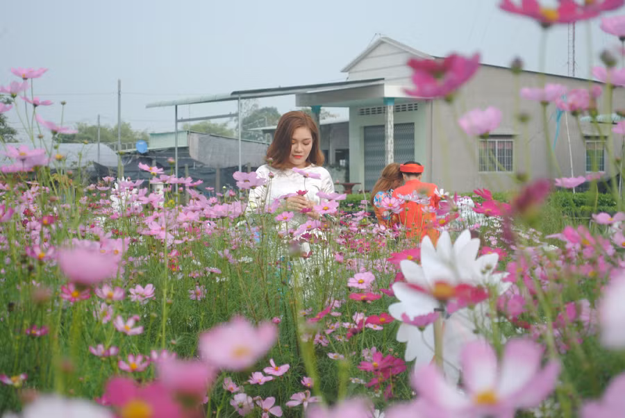 Làng hoa Sa Đéc thu hút hàng trăm nghìn du khách tham quan mỗi dịp Tết đến Xuân về.