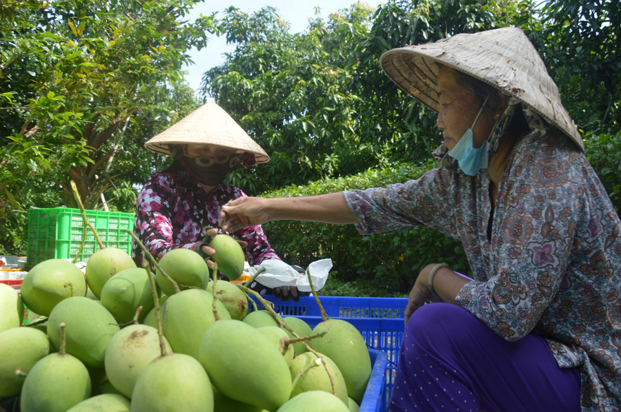 Cần tăng cường đẩy mạnh đàm phán, mở rộng thị trường nông sản trong thời gian tới. thu-hoach-xoai-tai-tp-cao-lanh-tinh-dong-thap.jpg