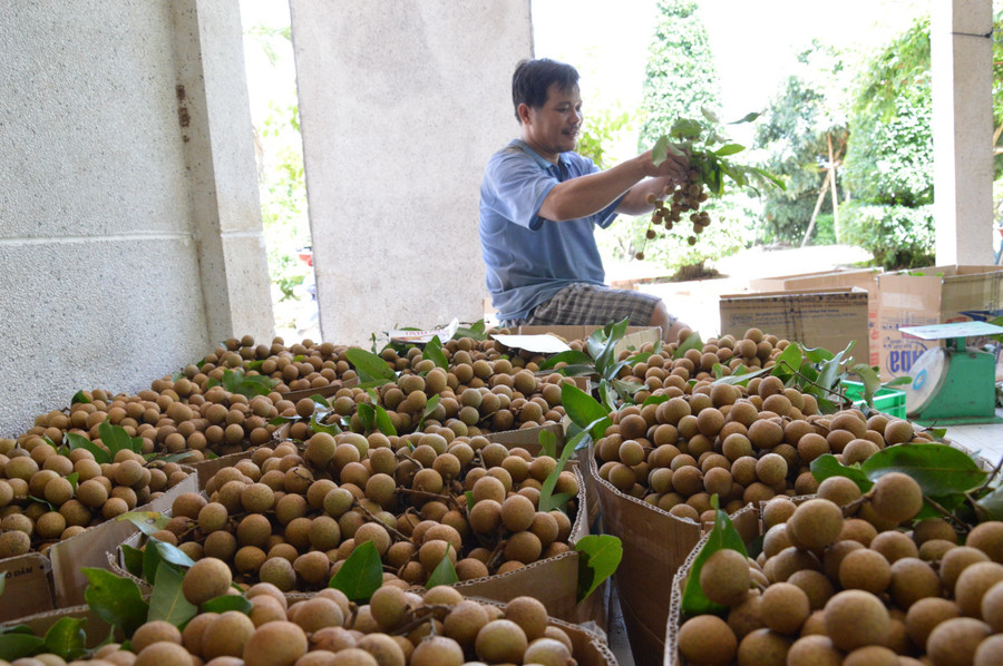 Tỉnh Đồng Tháp có nhiều loại trái cây thế mạnh, nổi tiếng cả nước.