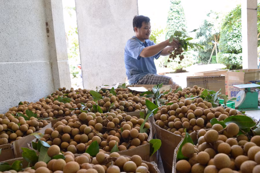 Tỉnh Đồng Tháp có nhiều loại trái cây thế mạnh, nổi tiếng cả nước.