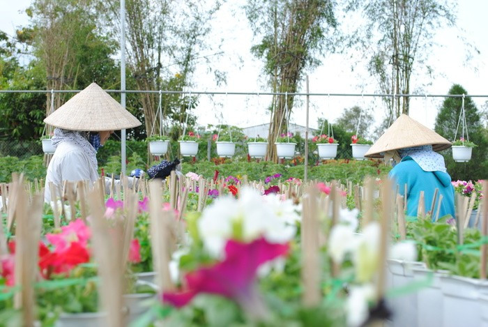 Festival Hoa - Kiểng Sa Đéc lần thứ II năm 2025 dự kiến diễn ra từ 27/12/2025 đến 4/1/2026. hinh-4.jpg