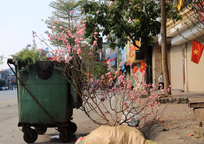 Hoa đào bị vứt la liệt, những cành đào nhỏ bị ném vào sọt rác... d11.jpg