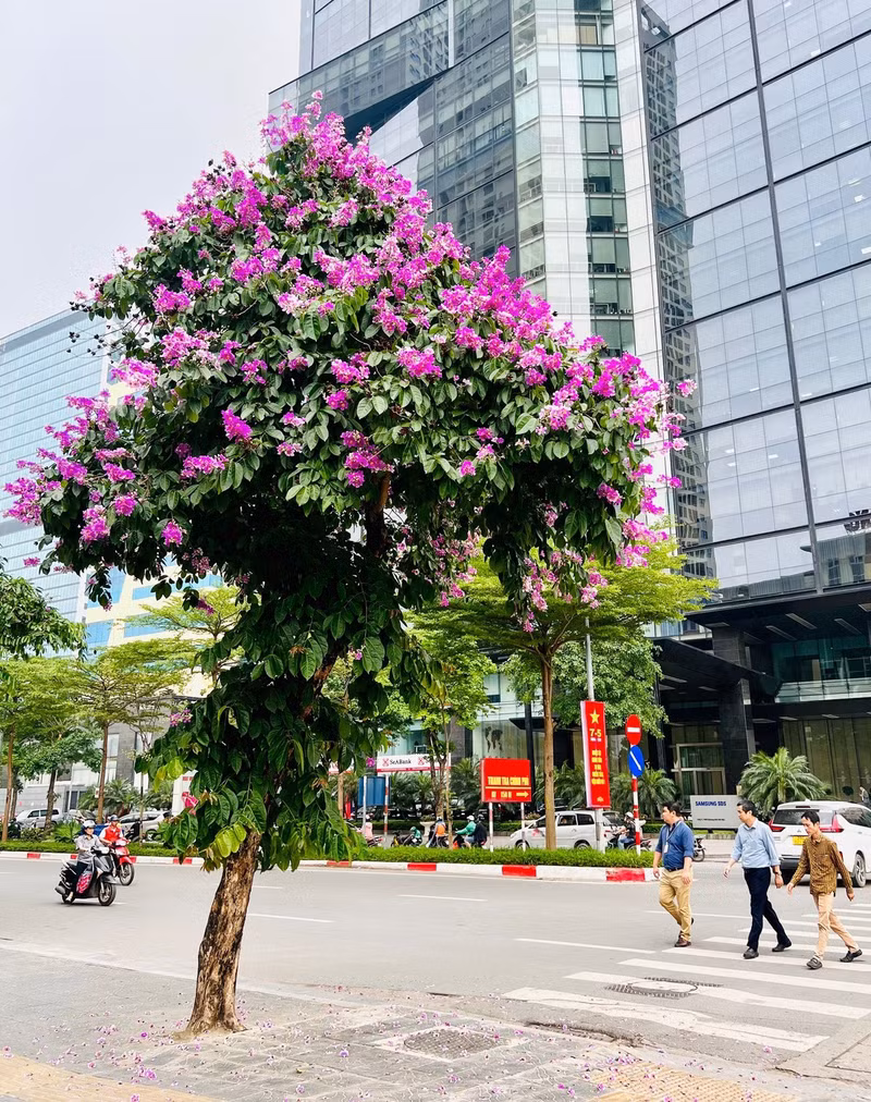 Cây bằng lăng này nằm sát khu vực hàng xe đạp công cộng được nhiều người yêu thích chụp hơn cả nhờ có dáng thẳng đứng đẹp, hoa nở đều và tán thấp, dễ chụp sát người. b10.jpg