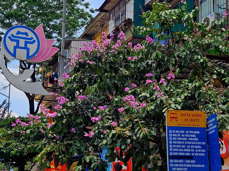 Thời điểm này, trên những con phố của Thủ đô như: Kim Mã, Văn Cao, Nguyễn Khánh Toàn, Hoàng Quốc Việt, Trần Thái Tông... ngập tràn sắc tím của hoa bằng lăng. b9.jpg