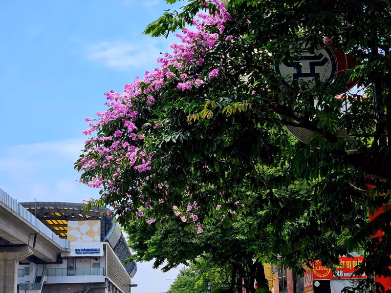 Chỉ sau vài cơn mưa mùa hạ là những cánh hoa bằng lăng đã nhạt màu rồi rụng dần. b3.jpg