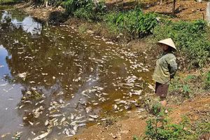 Cá chết tại ao một hộ dân nuôi gần khu vực trang trại lợn.
