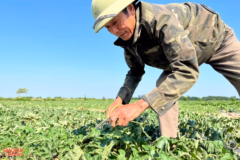 Nông dân ở Nghệ An 'đội nắng' thu hoạch dưa lê
