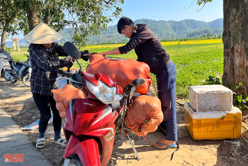 Nông dân ở Nghệ An 'đội nắng' thu hoạch dưa lê