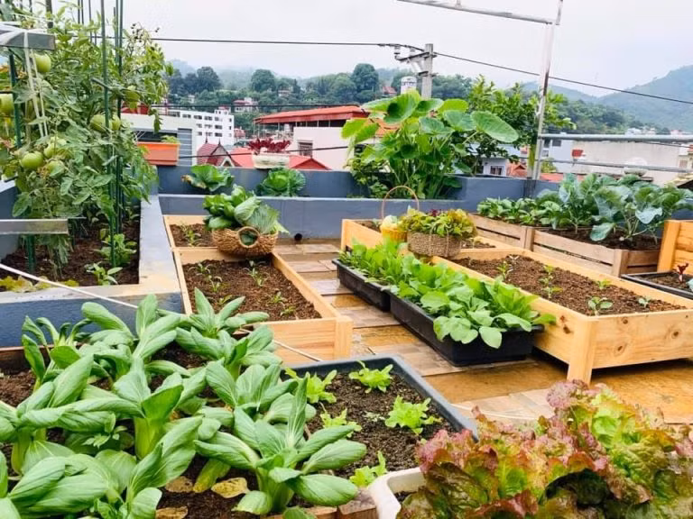 15 khu vườn sân thượng xanh mướt khiến ai ngắm cũng mê 
