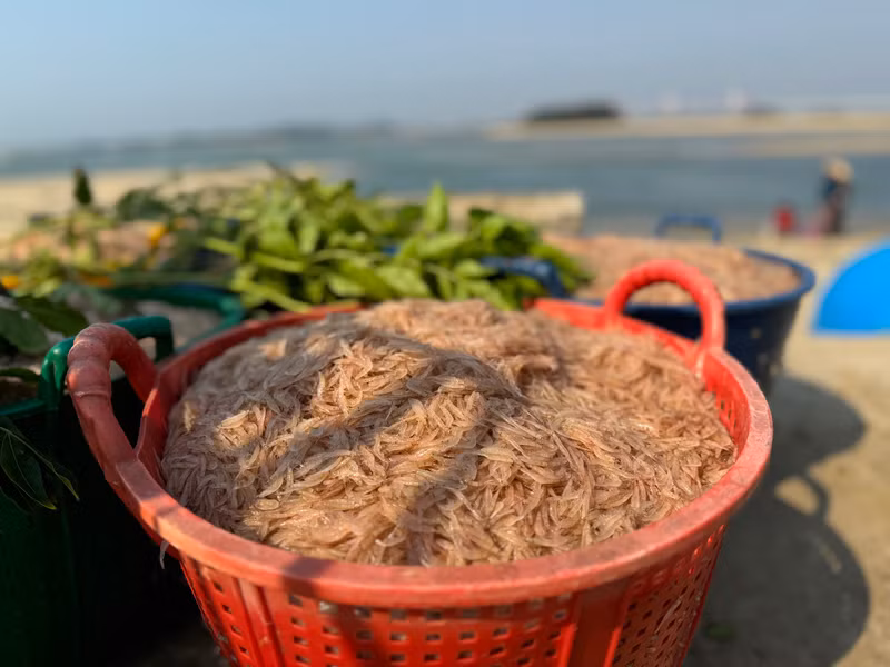 Theo ngư dân địa phương, 5 tiếng đánh bắt trên biển mỗi tàu có thể bắt được 4 - 5 tạ ruốc, có tàu thậm chí trúng đậm hơn. Ngư dân Quảng Ngãi thu tiền triệu mỗi ngày nhờ ruốc biển