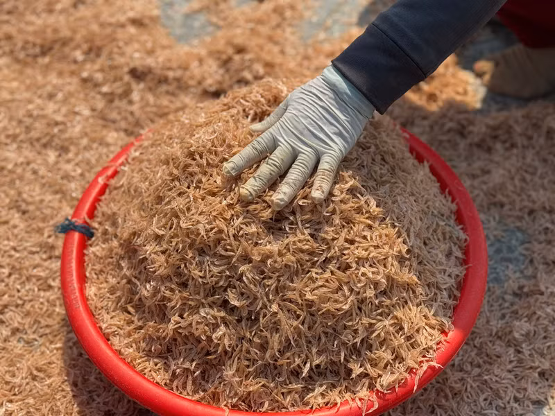 Ruốc khô xuất hiện trong nhiều món ăn của người miền Trung. Ngư dân Quảng Ngãi thu tiền triệu mỗi ngày nhờ ruốc biển