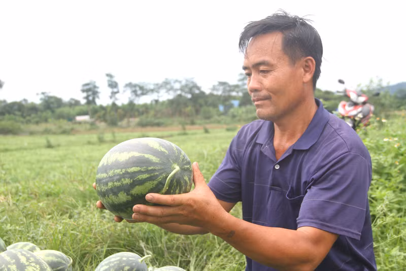 Thời tiết nắng nóng nên các loại dưa giải nhiệt được người tiêu dùng rất ưa chuộng. Người dân thu hoạch dưa đến đâu được thương lái thu mua đến đó. Người dân Nghệ An phấn khởi ra đồng thu hoạch dưa hấu