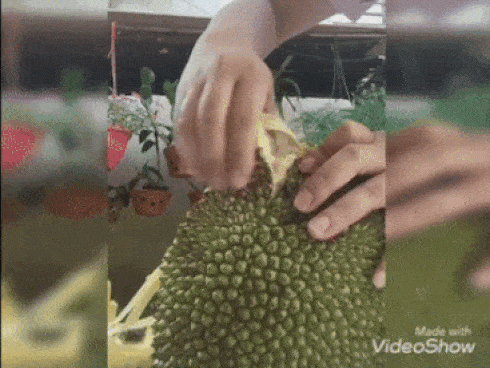 Tuyệt chiêu bóc mít chỉ bằng một đường cắt chưa đầy 3 phút