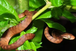 Bí ẩn những loài rắn săn chim trên cây khiến bạn rùng mình