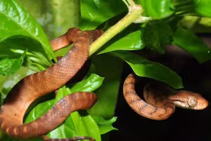 Bí ẩn những loài rắn săn chim trên cây khiến bạn rùng mình