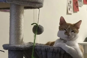 Những khoảnh khắc động vật vừa dễ thương vừa ngộ nghĩnh khiến dân mạng thích thú