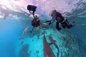 Khoảnh khắc nghẹt thở khi nữ thợ lặn bị đàn cá mập vây