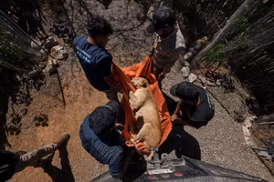 Hình ảnh âm thầm sơ tán hổ, báo, voi vì... bạo lực băng đảng 