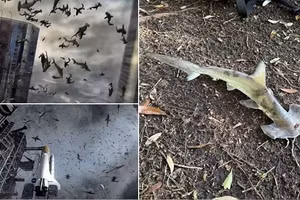 Cá mập rơi từ trời xuống sân golf: Hiện tượng gây sốc như phim viễn tưởng