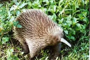 Phát hiện chấn động: ‘Hóa thạch sống’ tái xuất sau hơn 60 năm mất tích