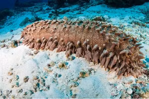 Dưa chuột biển, hay còn gọi là hải sâm.