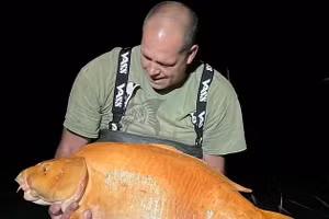 Cá vàng lớn nhất thế giới 20 năm tuổi suýt kéo cần thủ xuống nước