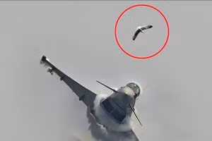 Khoảnh khắc hải âu lao vào Eurofighter làm vỡ buồng lái giữa không trung