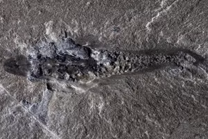 Mẫu hóa thạch của Mosura fentoni từ khu vực Marble Canyon. Ảnh: Jean-Bernard Caron © ROM.