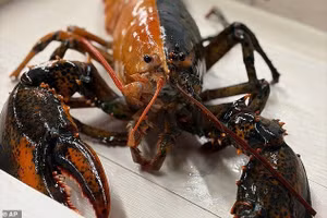 Bắt được tôm hùm chia đôi màu hiếm gặp